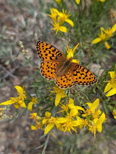 iNaturalist observation photo of Mormon Fritillary