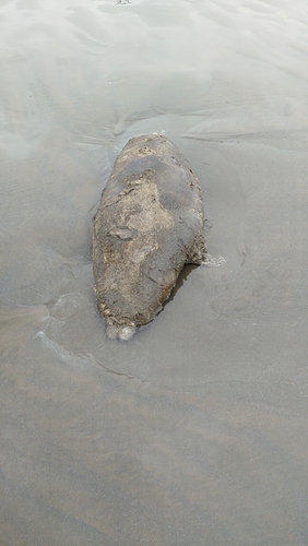 Caspian Seal