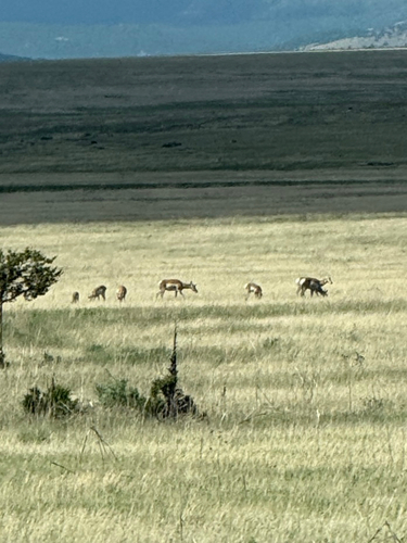 Pronghorn