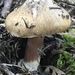 Inocybe praecox - Photo (c) Vail Paterson, all rights reserved, uploaded by Vail Paterson