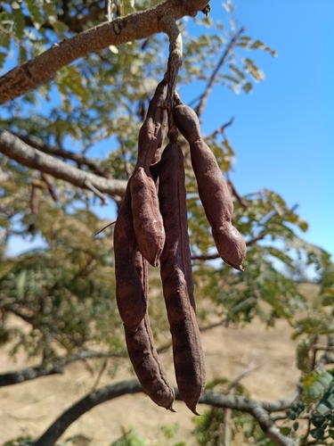 Stryphnodendron adstringens
