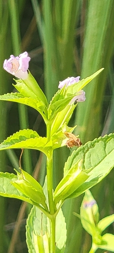 sharpwing monkeyflower