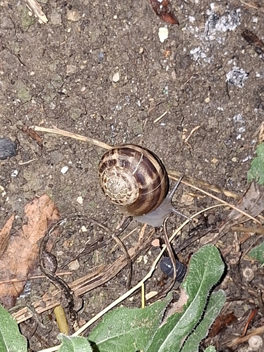 Chocolate-band Snail