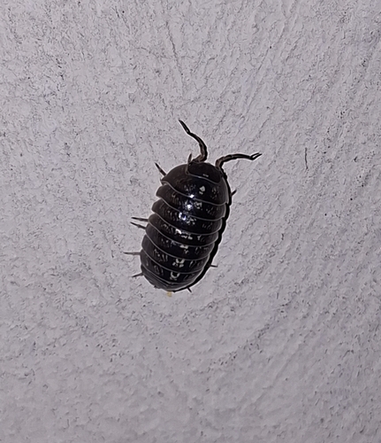Common Pill Woodlouse