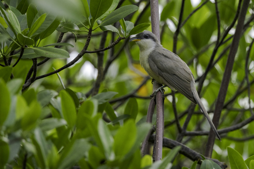 Mangrove Cuckoo