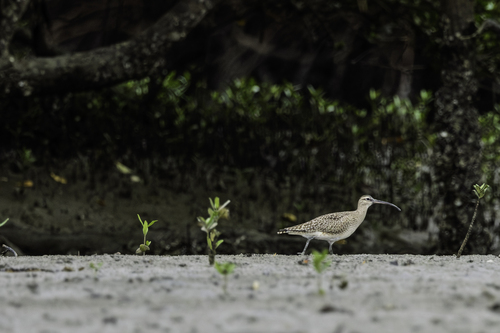 Hudsonian Whimbrel