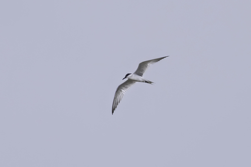 Gull-billed Tern