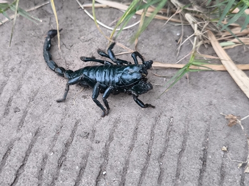 Laotian Giant Scorpion