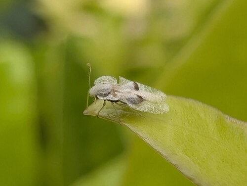 Eastern Sycamore Lace Bug