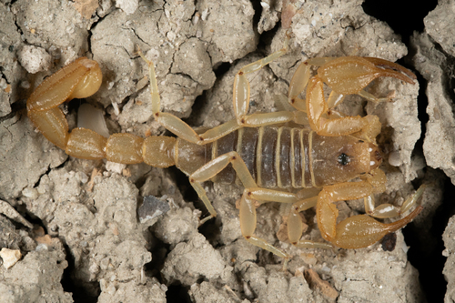 Tulare Basin Scorpion