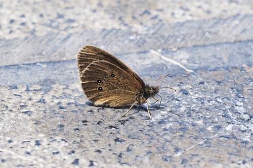 Ringlet