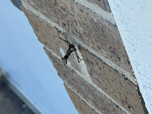 Carolina Mantis