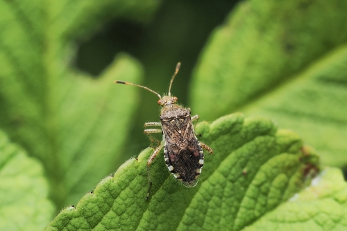 Rhopalus sapporensis