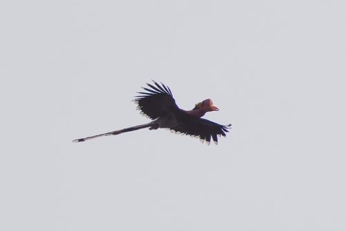 Helmeted Hornbill