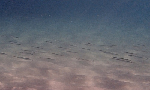 photo of Eastern Sea Garfish (Hyporhamphus australis)