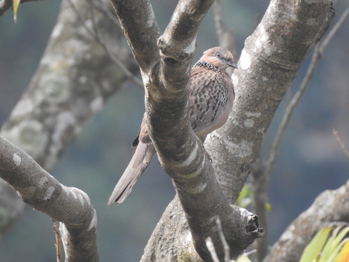 Spotted Dove