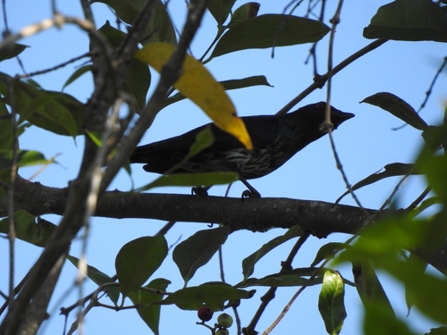 Asian Glossy Starling