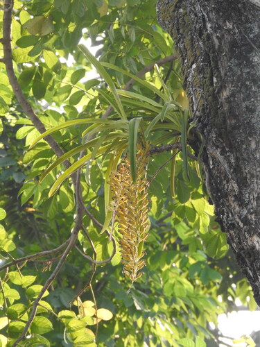 Foxtail Orchid
