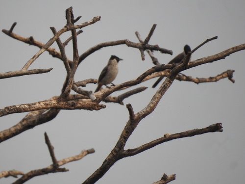 Sooty-headed Bulbul