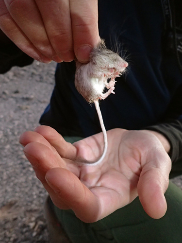 Rock Pocket Mouse