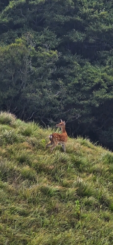 Sika Deer