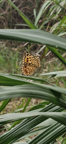 Nerippe Fritillary