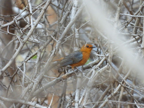 Red-capped Robin-Chat