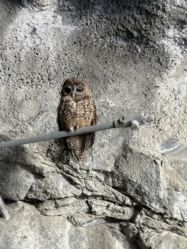 iNaturalist observation photo of Spotted Owl