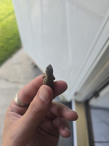 Western Fence Lizard