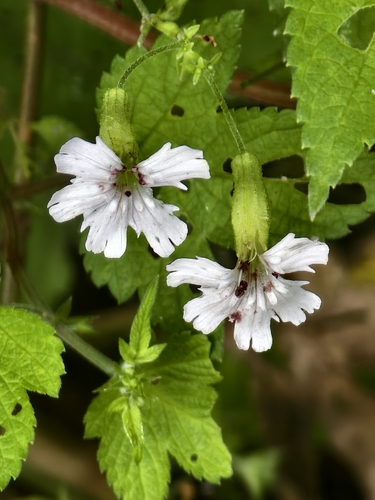 Silene tatarinowii