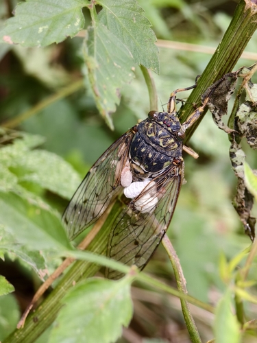 Robust Cicada