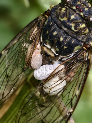 Epipomponia nawai
