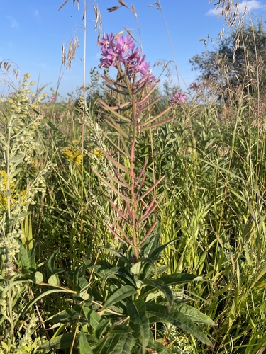 fireweed