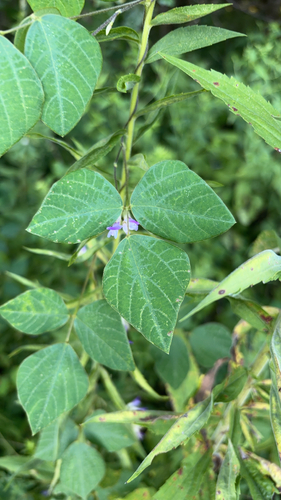 American hog-peanut
