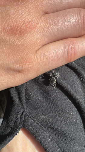 Boreal Tufted Jumping Spider