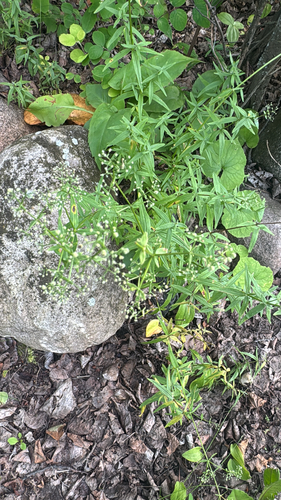 Northern Bedstraw