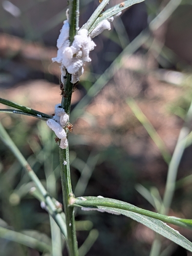 iNaturalist observation photo of Argentine Ant