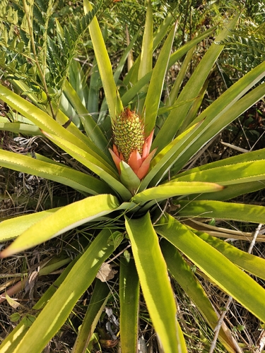 Aechmea ornata