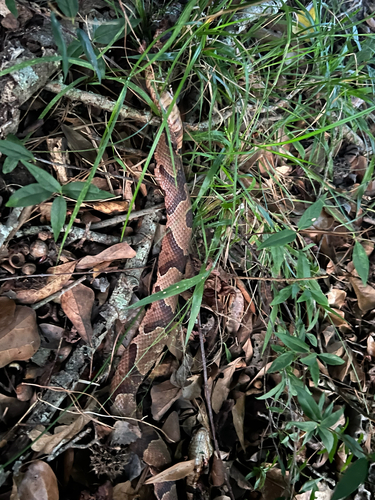Eastern Copperhead