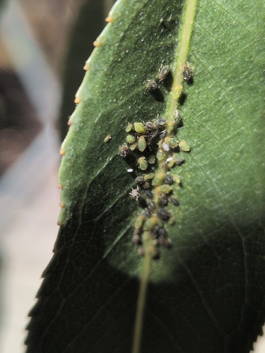 iNaturalist observation photo of Argentine Ant