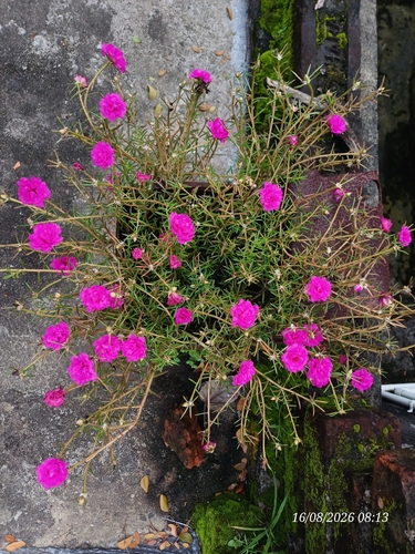moss rose