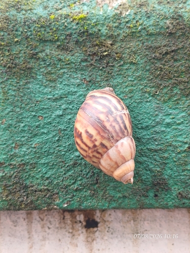 African Giant Snail