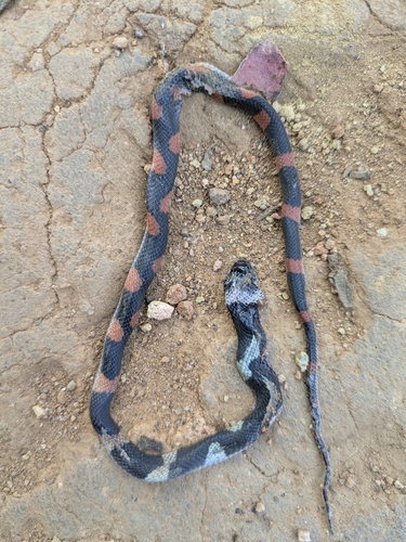 Forest Flame Snake