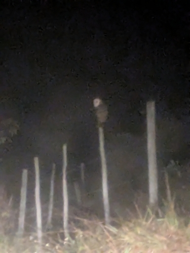 American Barn Owl