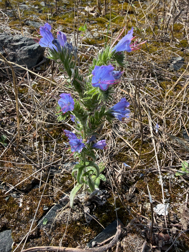 viper's-bugloss