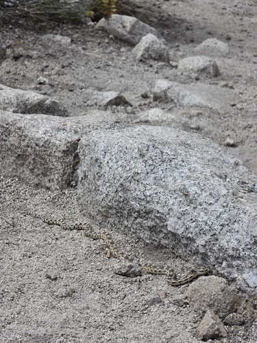 iNaturalist observation photo of Great Basin Gopher Snake