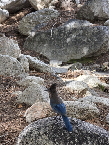 iNaturalist observation photo of Steller's Jay