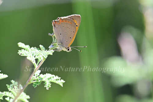 Small Copper