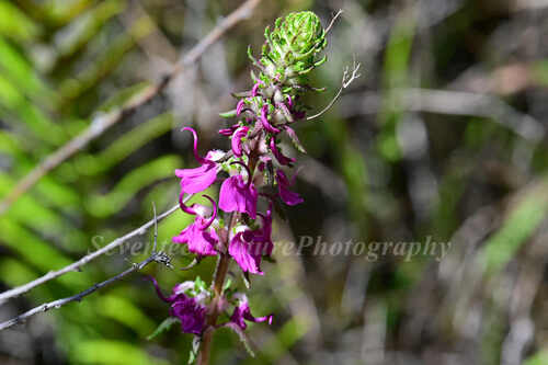 Pedicularis oliveriana