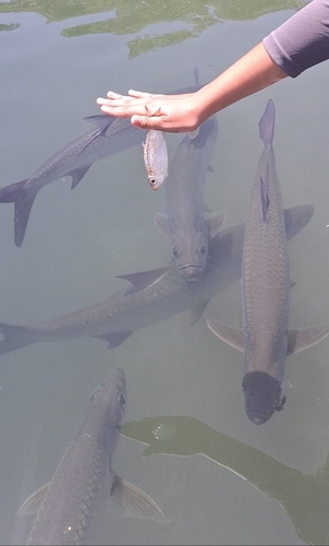 Atlantic Tarpon